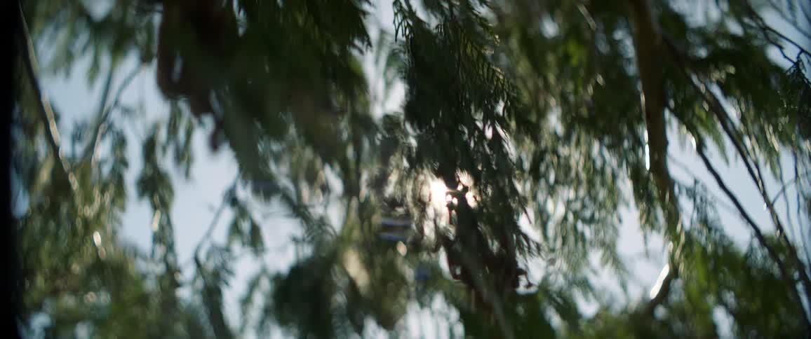 A pine tree with needles and branches with the sky and the sun in the background