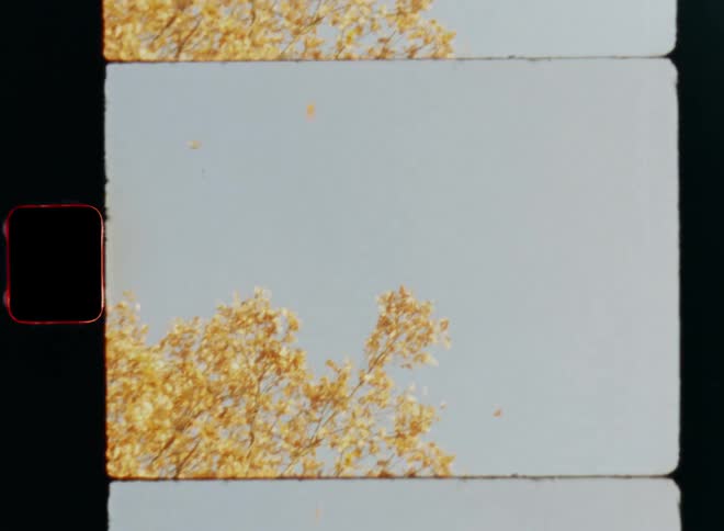 Brown or orange leaves flutter through blue sky from beech tree with fall foliage as the falling leaves are blown away by the breeze on a cold but sunny autumn morning on Super 8mm