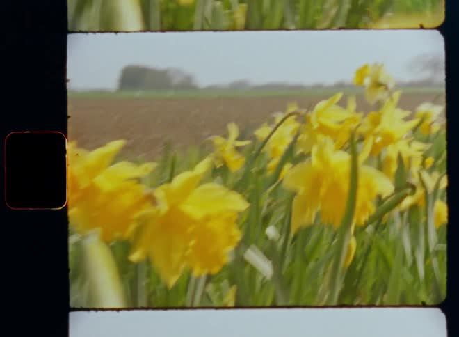 Dynamic handheld 8mm film of yellow daffodil flowers moving in the wind next to an agricultural field in the warm sunshine of the morning sun