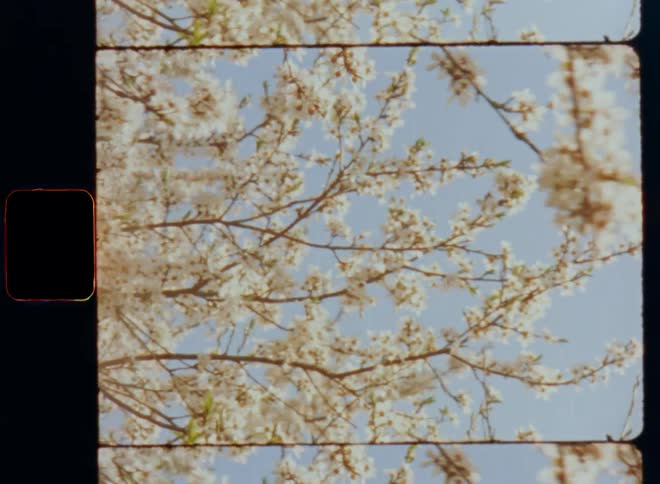 Abundance of white flowers and green leaves fills branches of flowering cherry tree under blue sky as a new nature life cycle starts all over again in springtime