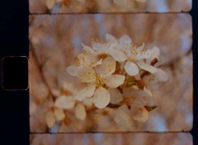 Detailed macro shot of white flowers clustering on branch of flowering cherry tree during blossom pollination in spring time filmed on nostalgic 8mm film with dynamic camera movement