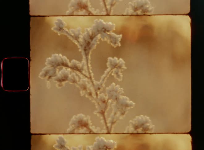 Dynamic Super 8mm close-up of a frozen plant or flower backlit by the golden light of the early morning sun of a freezing cold and icy winter morning with fresh crisp air and the first frost of the winter season