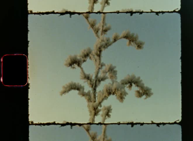 Looking up onto a frozen plant covered in ice crystals in front of a blue sky as the sun rises at the horizon as symbol for sub or below freezing temperatures during a harsh winter in the North