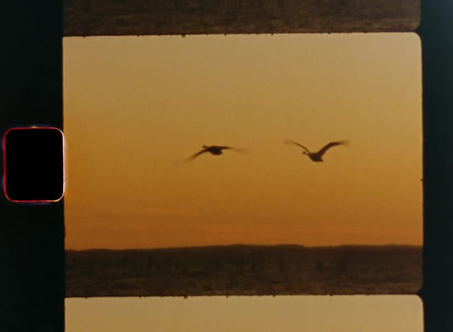 Two majestic swans or large birds fly side by side at the coast as they approach the beach in front of an orange or yellow sky during sunset on vintage film footage