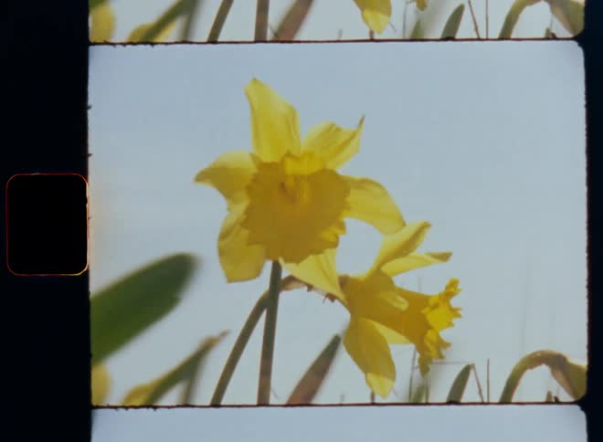 Closeup Super 8mm macro shot of yellow flowers with green leaves moving in front of the blue sky and blowing in the breeze on a windy day