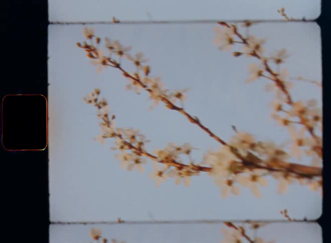Handheld dynamic 8mm film footage of cherry tree branches covered in white flowers under a blue sky in the golden evening light as the sun sets on a warm spring day
