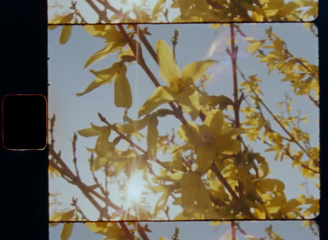 Handheld dynamic 8mm film footage of gorse tree covered with yellow flowers as the evening sun shines through the branches creating a lens flare