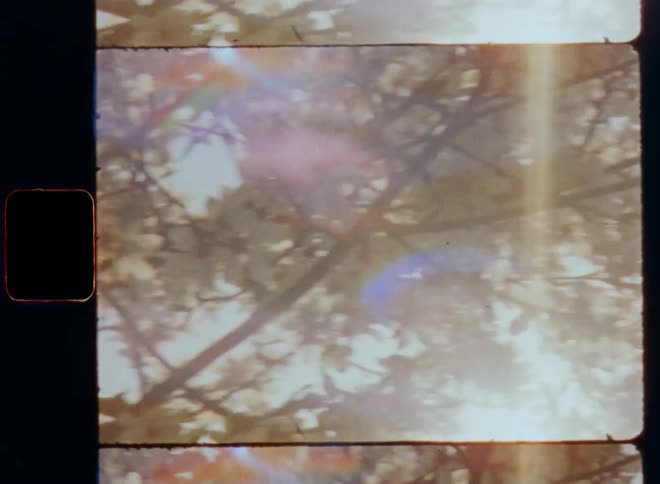 Warm sunlight shines through branches covered in white flowers pollinating and hanging from a tree on vintage 8mm film with a nostalgic vibe and lens flare