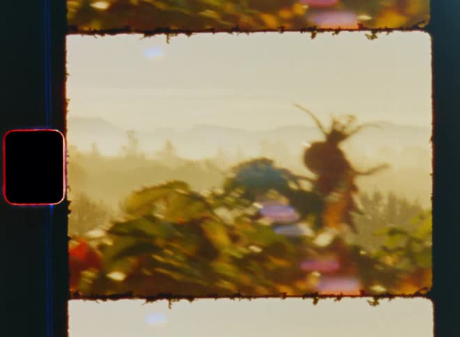 Mist or fog covers plants in front of a beautiful hilly landscape on the countryside with rows of trees and small mountains or hills on the horizon on a sunny day with warm sunshine