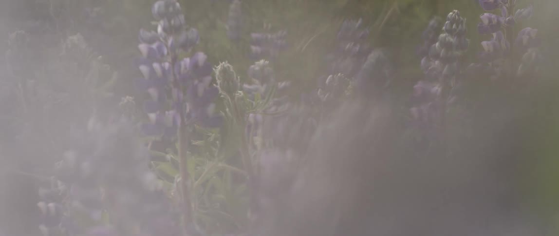 Purple wildflowers in nature
