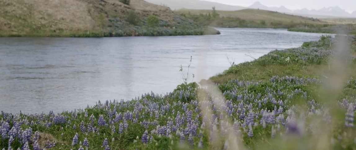 Purple flowers line the river's edge