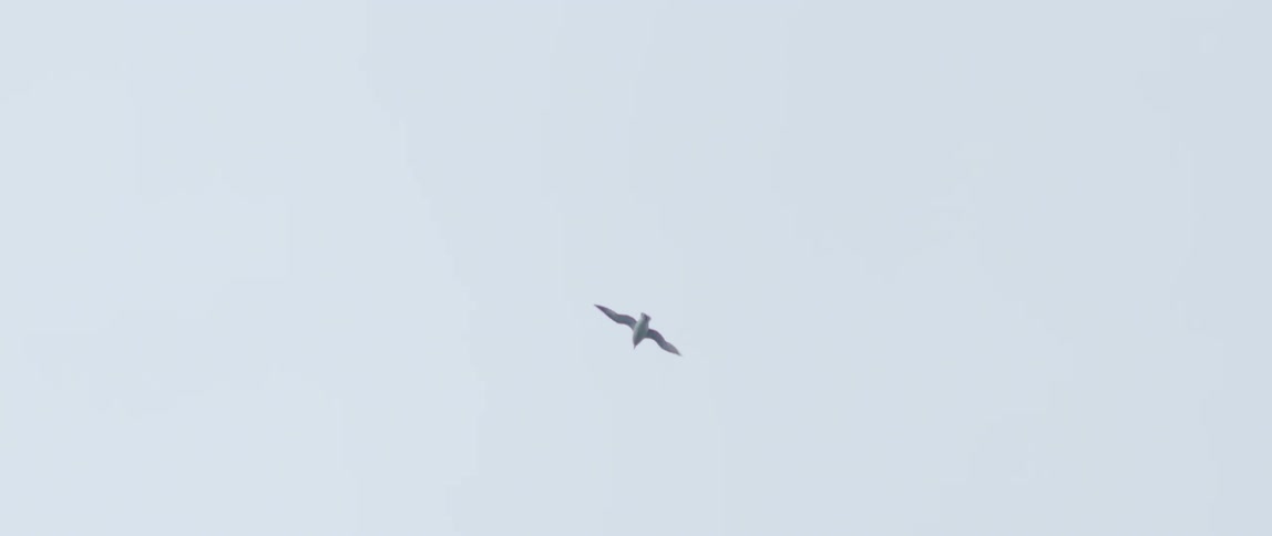 A bird flies near a large waterfall