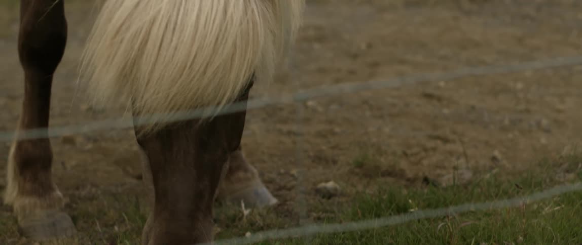 A horse grazes in a pasture