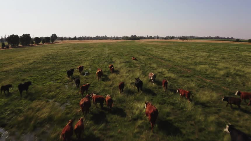 The cows travel across the farm