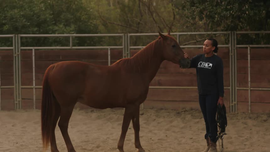 A young woman standing with a horse in a fence in area petting it and attempting to put a rein on it