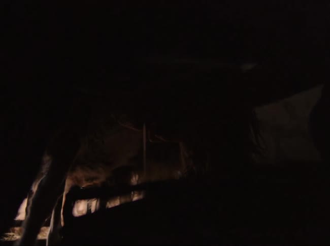 Man crouches in barn and milks livestock