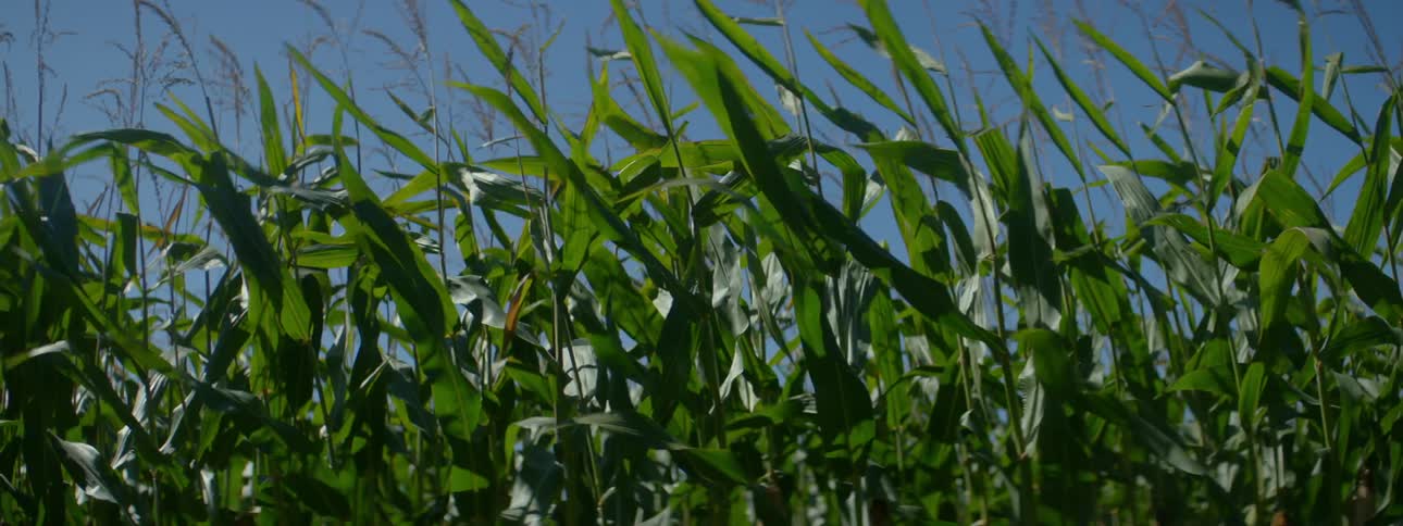 Corn stalks grown together blowing in the wind as their leaves bend back and forth