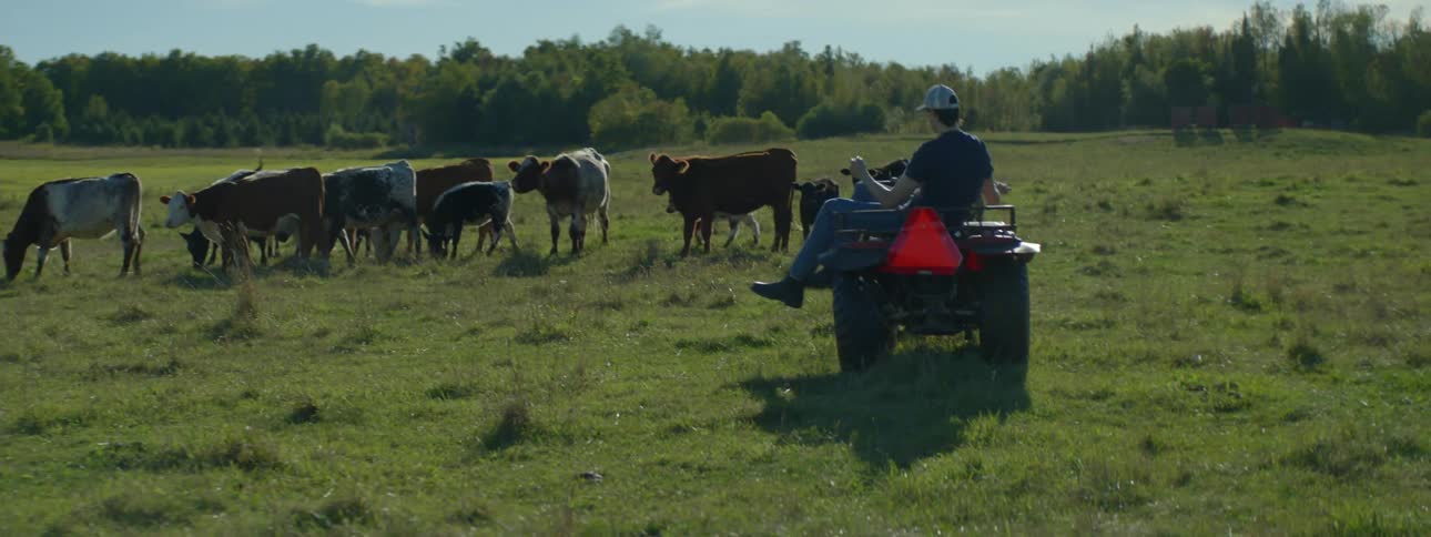 The cows are grazing on grass