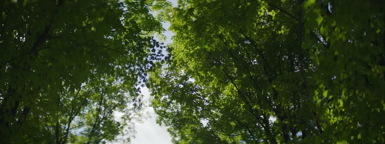 Moving through a forest and looking at the sky through the tops of the trees