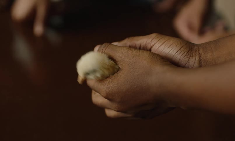 A close up of a person handling a chick in their hands before it jumps out