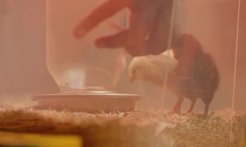 A hand uses a plastic spoon to feed seed to young chickens