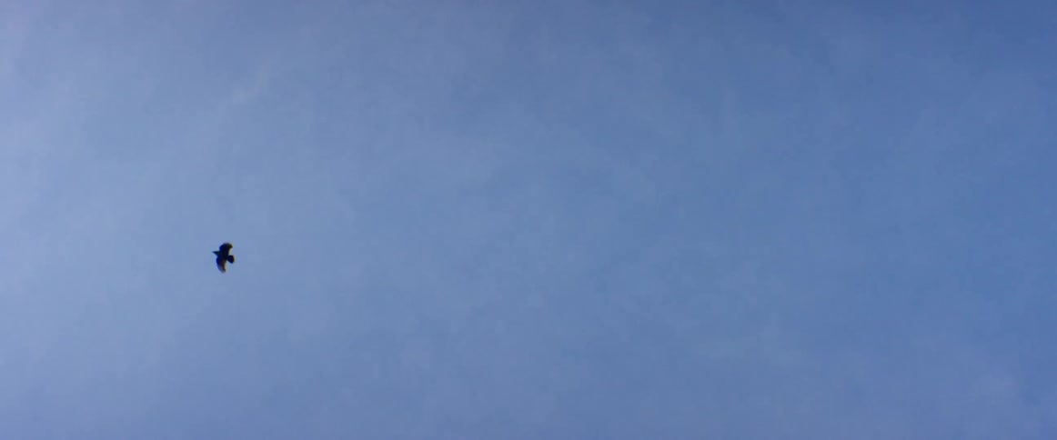 A bird is flying in the blue sky above