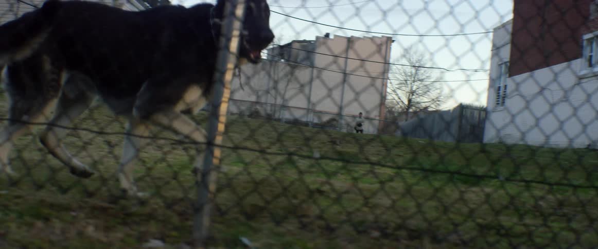A dog is walking past the other side of a fence