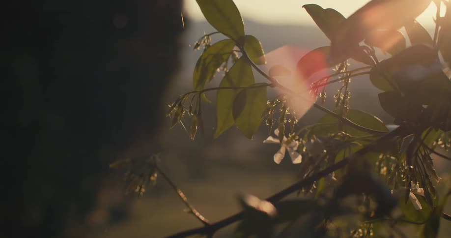 Close up view of plants during sunset