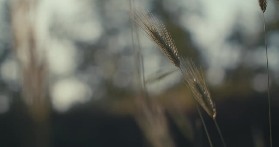 Close up view of grass in a field is displayed