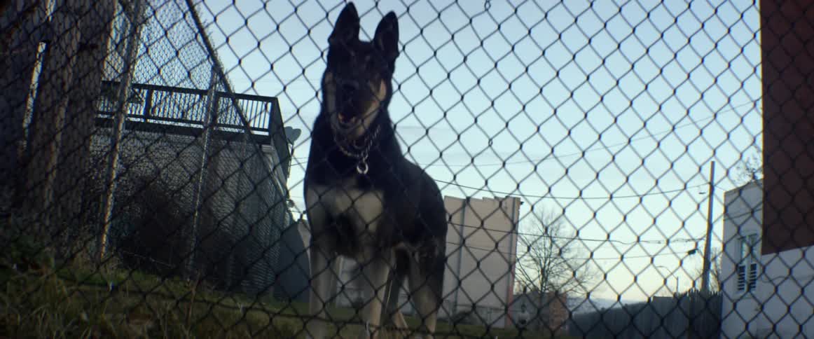 A dog is behind the fence