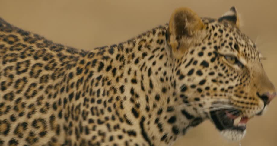 The leopard is walking around