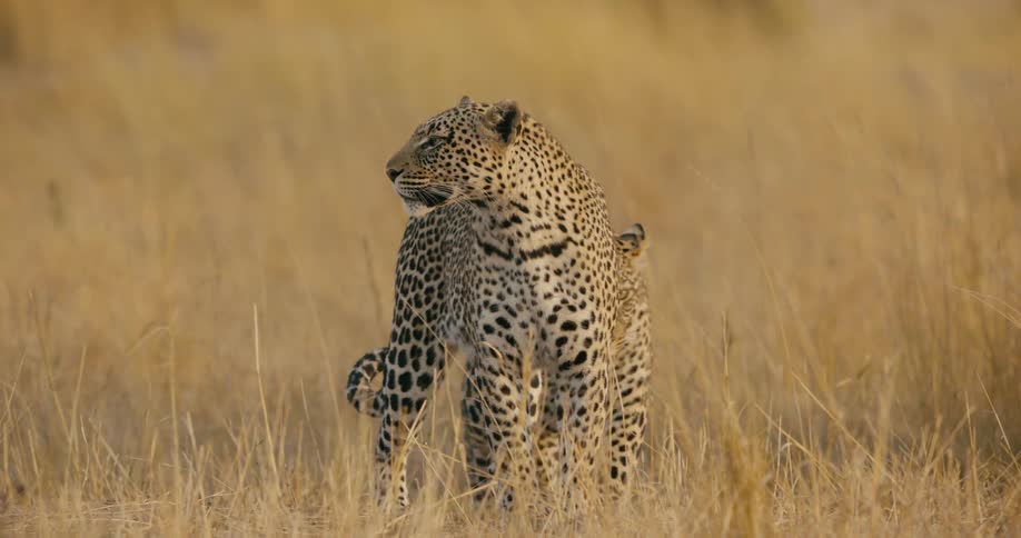 Leopards looking around their surroundings while roaming a field