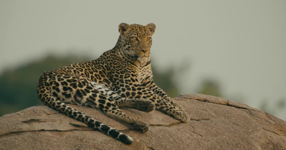 A leopard is laying on a rock in the jungle