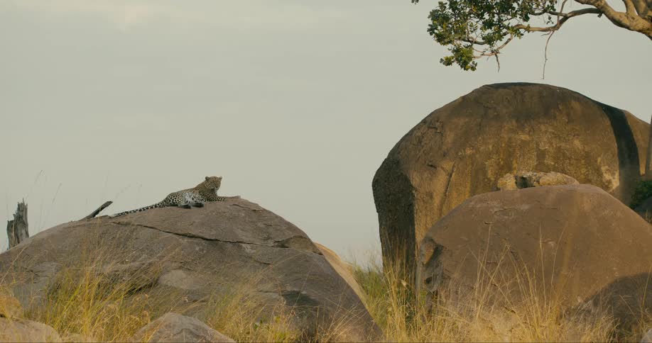 Leopard is resting on the boulder