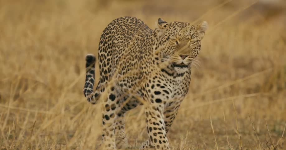 A leopard walks across field of brown grass