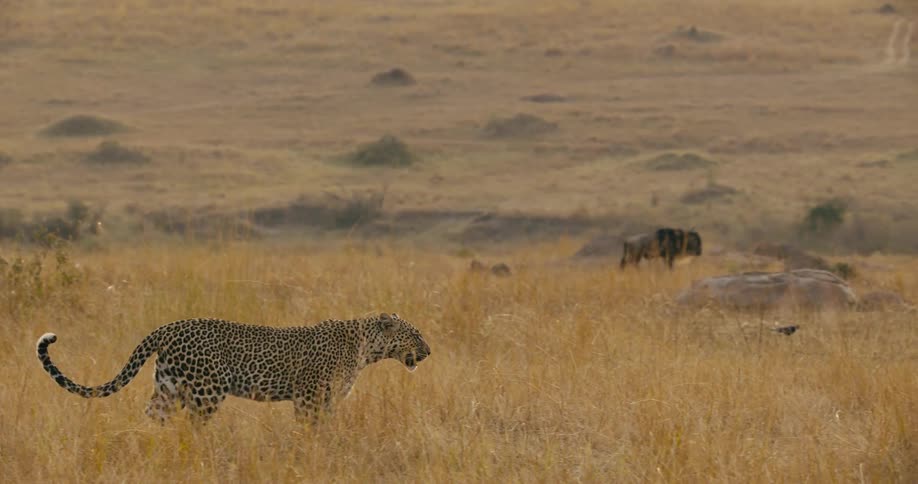 A leopard is walking through the jungle
