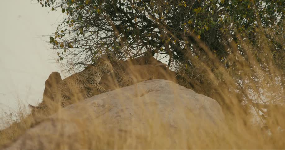 Two leopards are walking in the wilderness