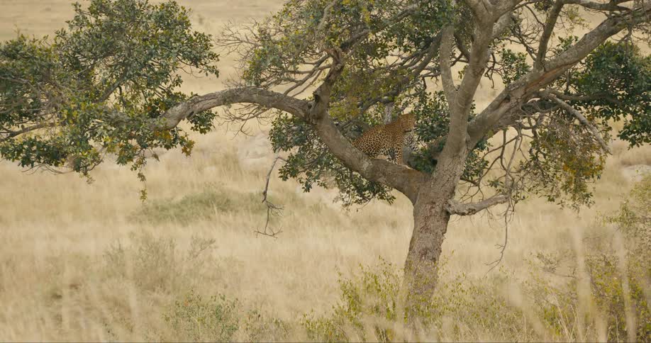 Leopard perched in a tree looking around