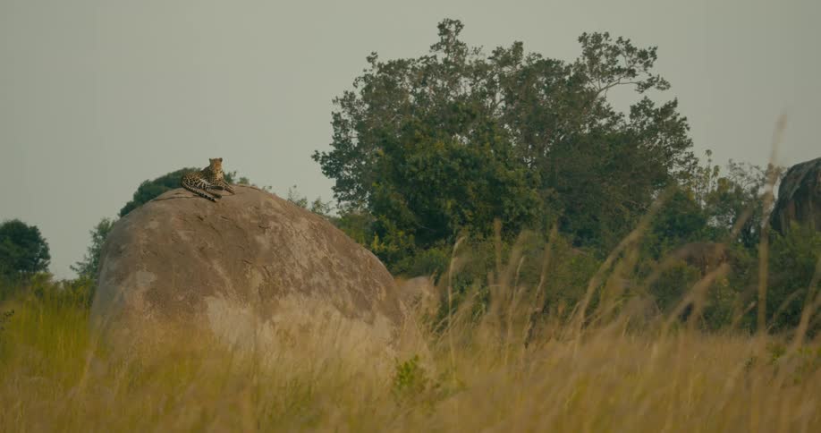 A leopard is lounging on a rock