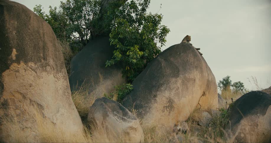 A leopard lounges on a rock while another forages