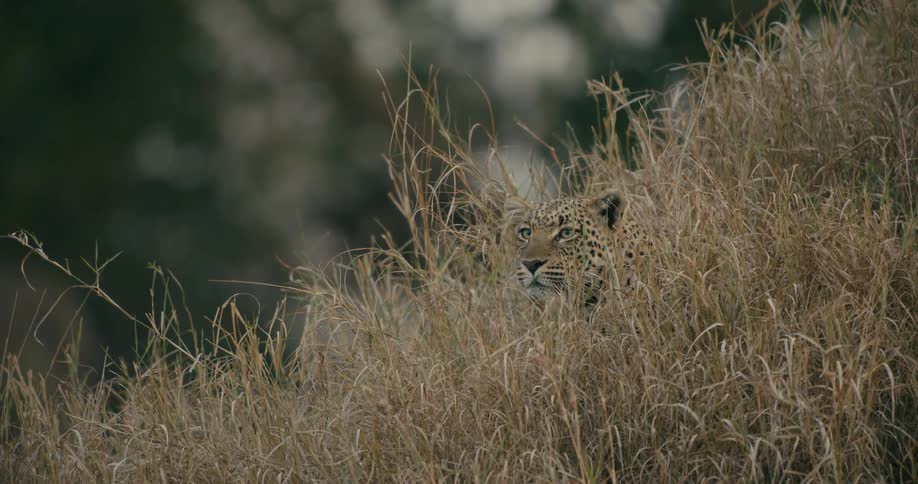 A leopard in the jungle is displayed