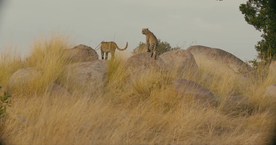 Two leopards are standing on rocks in the jungle