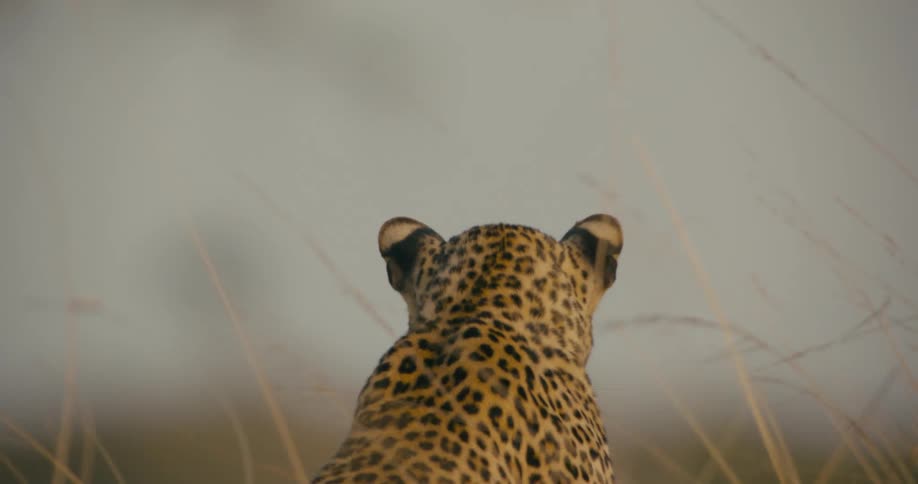 Grass stalks surrounding leopard wave in the breeze