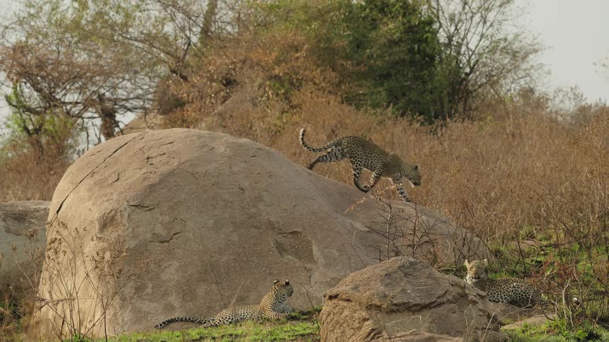 Three leopards are crawling in the jungle during spring