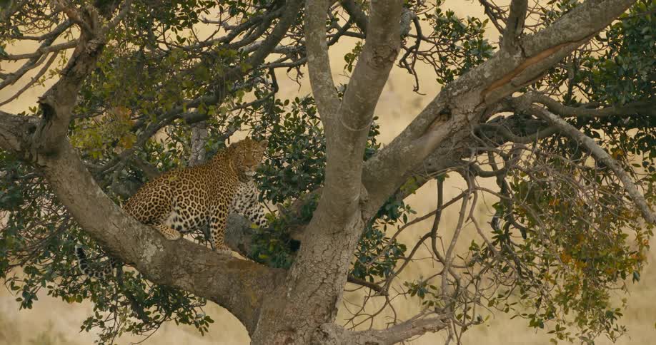 Leopard perches on large branch on tree in field
