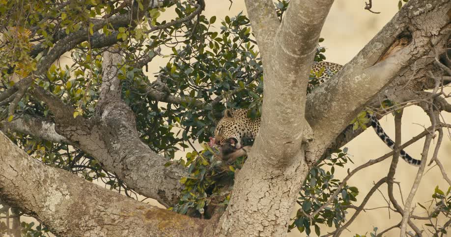 A leopard is feeding on a prey up on a tree