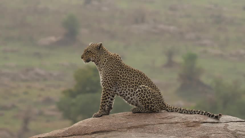 A leopard is sitting on a rock in the savanna