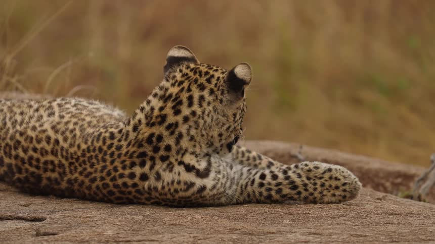 Leopard lying on stone slab grooms its paws and yawns