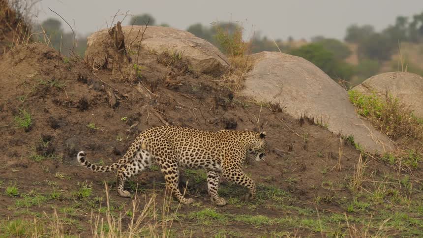 A leopard is walking in the jungle during the spring