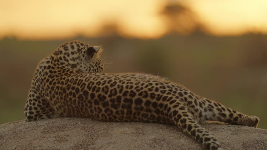 A leopard is sitting on a rock during dusk